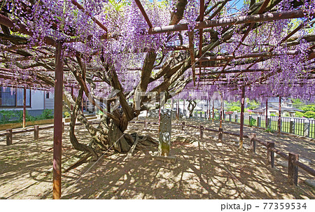 福岡県田川郡福智町にある定禅寺の大藤 77359534