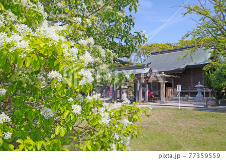 福岡県遠賀郡にあるナンジャモンジャの花が咲く岡湊神社 77359559