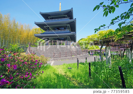 八幡西区藤の名所吉祥寺公園展望台 八幡西区藤の名所吉祥寺公園展望台 77359585