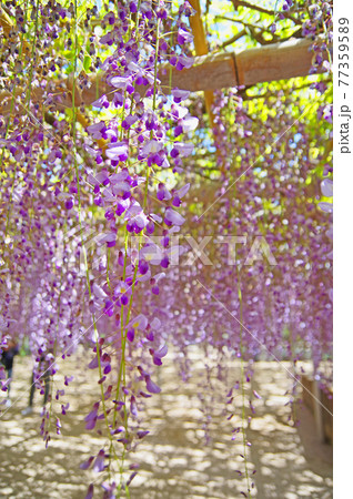 枝垂れた薄紫色の花が美しい蔓性落葉樹藤の花の写真素材 [77359589