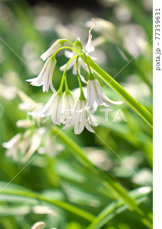 ミツカドネギ 77359631