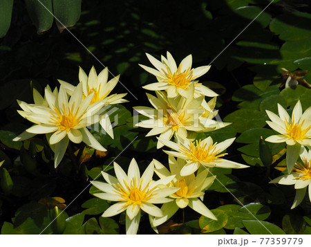 熱帯スイレン(エルドラド) 熱帯スイレン(エルドラド) 77359779