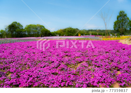 広島県世羅高原にある農場の花風景 77359837