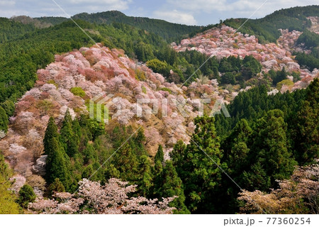 吉野山の桜 吉野山の桜 77360254
