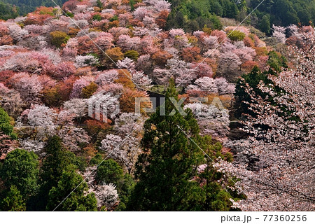 吉野山の桜 吉野山の桜 77360256