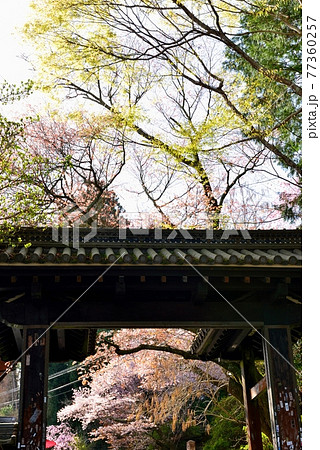 吉野山の桜 吉野山の桜 77360257
