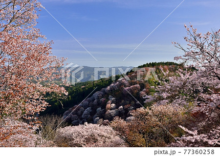 吉野山の桜 吉野山の桜 77360258