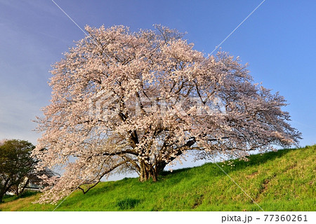 幾坂池の一本桜 77360261