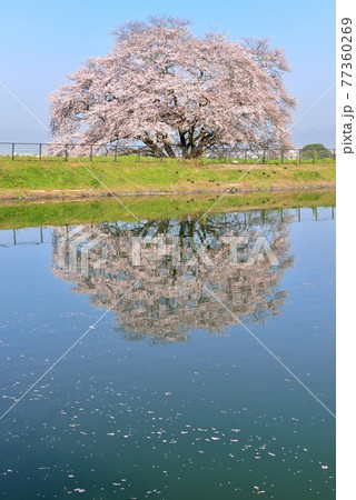 幾坂池の一本桜 77360269