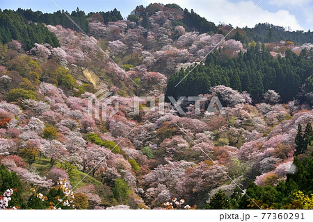 吉野山の桜 吉野山の桜 77360291