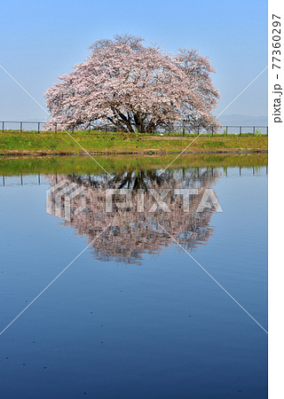 幾坂池の一本桜 幾坂池の一本桜 77360297