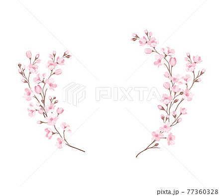 Semicircle Border Arranged of Twigs of Sakura or Cherry Blossom Vector Illustration 77360328