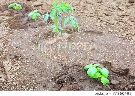 コンパニオンプランツ バジルとトマト栽培の写真素材