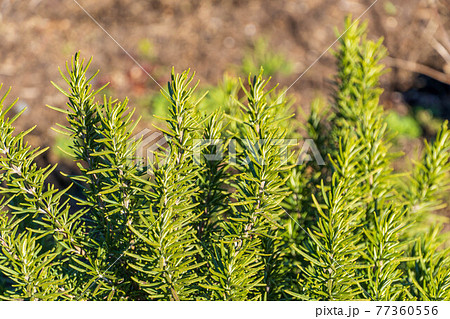 ハーブ　ローズマリー 77360556