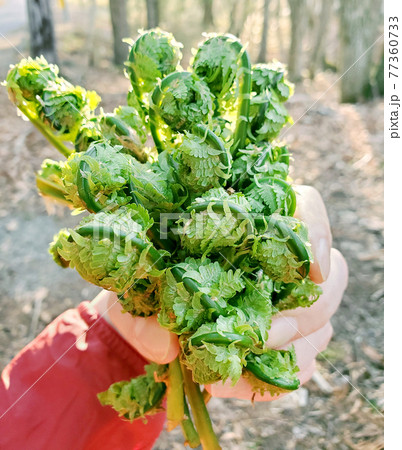 摘みたての山菜 (コゴミ／クサソテツ) 77360733