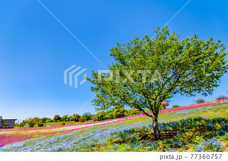 群馬県太田市 八王子山公園(見晴らしの丘) 群馬県太田市 八王子山公園(見晴らしの丘) 77360757