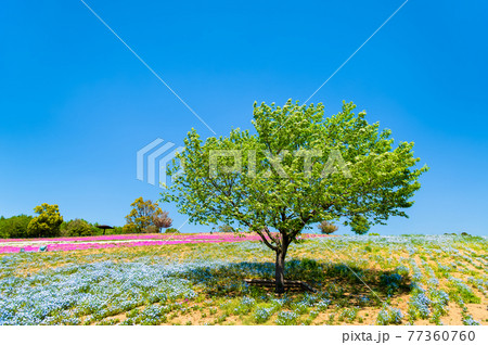 群馬県太田市 八王子山公園（見晴らしの丘） 77360760