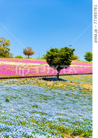 群馬県太田市 八王子山公園（見晴らしの丘） 77360761