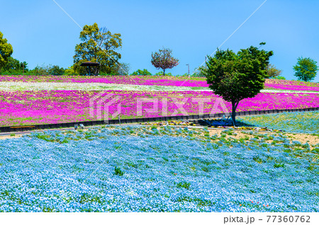 群馬県太田市 八王子山公園(見晴らしの丘) 群馬県太田市 八王子山公園(見晴らしの丘) 77360762