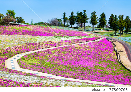 群馬県太田市 八王子山公園（見晴らしの丘） 77360763