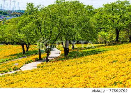 群馬県太田市 八王子山公園(憩いの丘) 群馬県太田市 八王子山公園(憩いの丘) 77360765