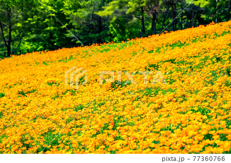 群馬県太田市 八王子山公園(憩いの丘) 群馬県太田市 八王子山公園(憩いの丘) 77360766