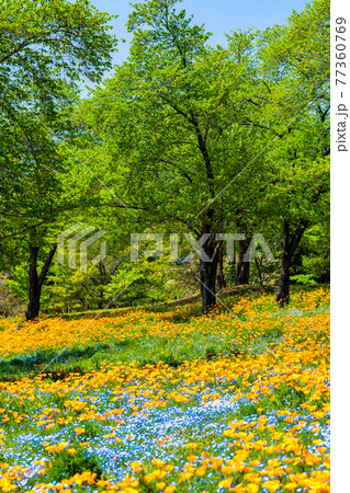 群馬県太田市 八王子山公園（憩いの丘） 77360769