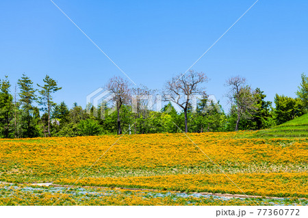 群馬県太田市 八王子山公園(憩いの丘) 群馬県太田市 八王子山公園(憩いの丘) 77360772