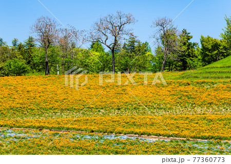 群馬県太田市 八王子山公園(憩いの丘) 群馬県太田市 八王子山公園(憩いの丘) 77360773