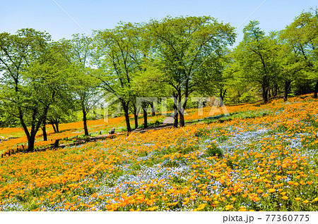 群馬県太田市 八王子山公園(憩いの丘) 群馬県太田市 八王子山公園(憩いの丘) 77360775