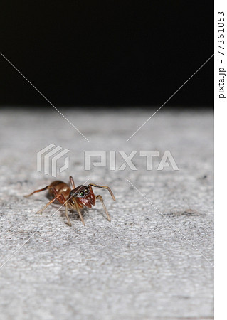 生き物　蜘蛛　タイリクアリグモ、大きな二つの眼。前脚を持ちあげてアリの触角のつもり 77361053