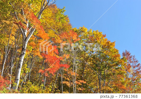 快晴、秋の妙高、笹ヶ峰高原、目に眩しい紅葉を撮る 快晴、秋の妙高、笹ヶ峰高原、目に眩しい紅葉を撮る 77361368