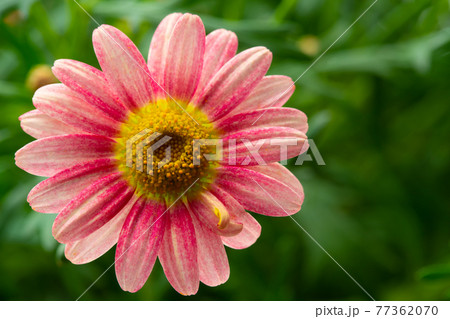 マーガレット イチゴミルク マーガレット イチゴミルク 77362070