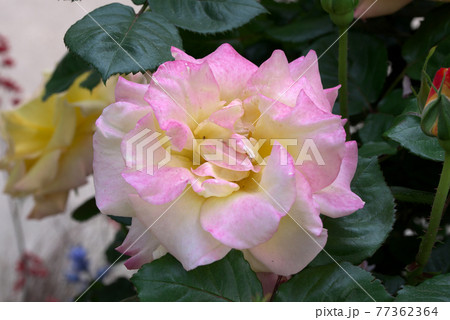 淡いピンク色の薔薇 77362364