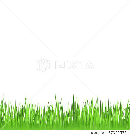 Realistic green meadow grass on white background - Vector 77362575