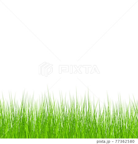 Realistic green meadow grass on white background - Vector Realistic green meadow grass on white background - Vector 77362580