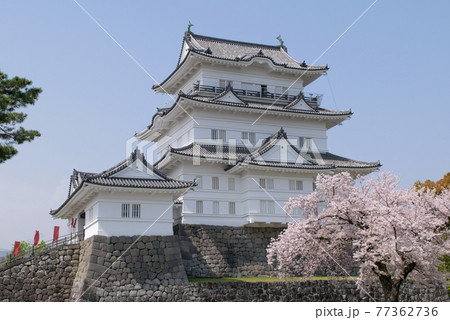 神奈川県　小田原城　天守　桜の季節 77362736