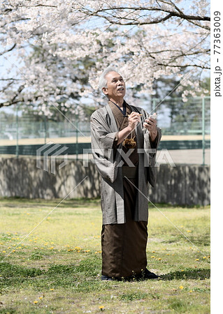 俳句を詠む、着物を着たシニア男性と満開の桜 俳句を詠む、着物を着たシニア男性と満開の桜 77363009