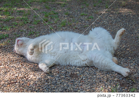 公園の木陰で寛ぐキジ白の地域猫 (三溪園、横浜市、神奈川県) 公園の木陰で寛ぐキジ白の地域猫 (三溪園、横浜市、神奈川県) 77363342