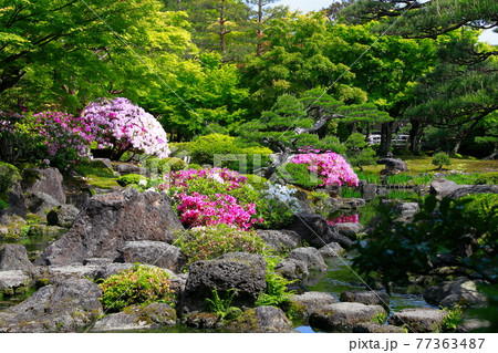 日本庭園の春 日本庭園の春 77363487