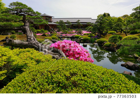 日本庭園の春 77363503