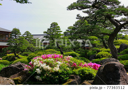 日本庭園の春 77363512