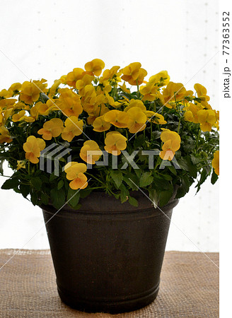 鮮やかなビオラの花 鉢植え 鮮やかなビオラの花 鉢植え 77363552