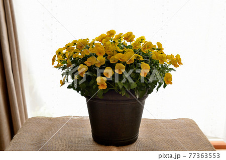 鮮やかなビオラの花　鉢植え 77363553