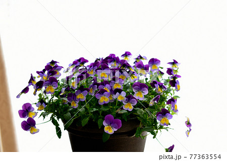 鮮やかなビオラの花 鉢植え 鮮やかなビオラの花 鉢植え 77363554
