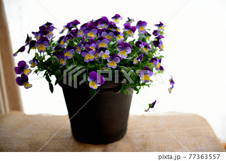 鮮やかなビオラの花 鉢植え 鮮やかなビオラの花 鉢植え 77363557