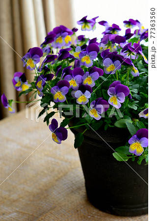 鮮やかなビオラの花　鉢植え 77363560