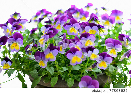鮮やかなビオラの花 鉢植え 鮮やかなビオラの花 鉢植え 77363625