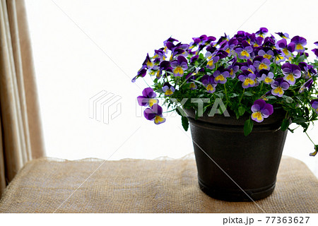 鮮やかなビオラの花　鉢植え 77363627