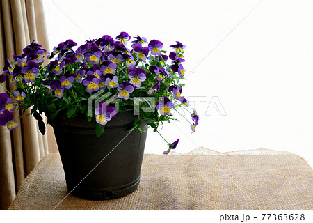 鮮やかなビオラの花　鉢植え 77363628